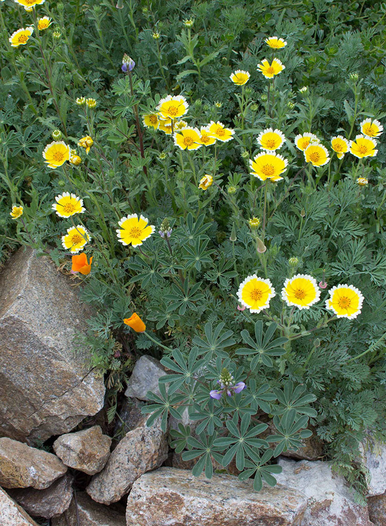 Layia platyglossa - Tidy Tips (Plant) – Theodore Payne Foundation