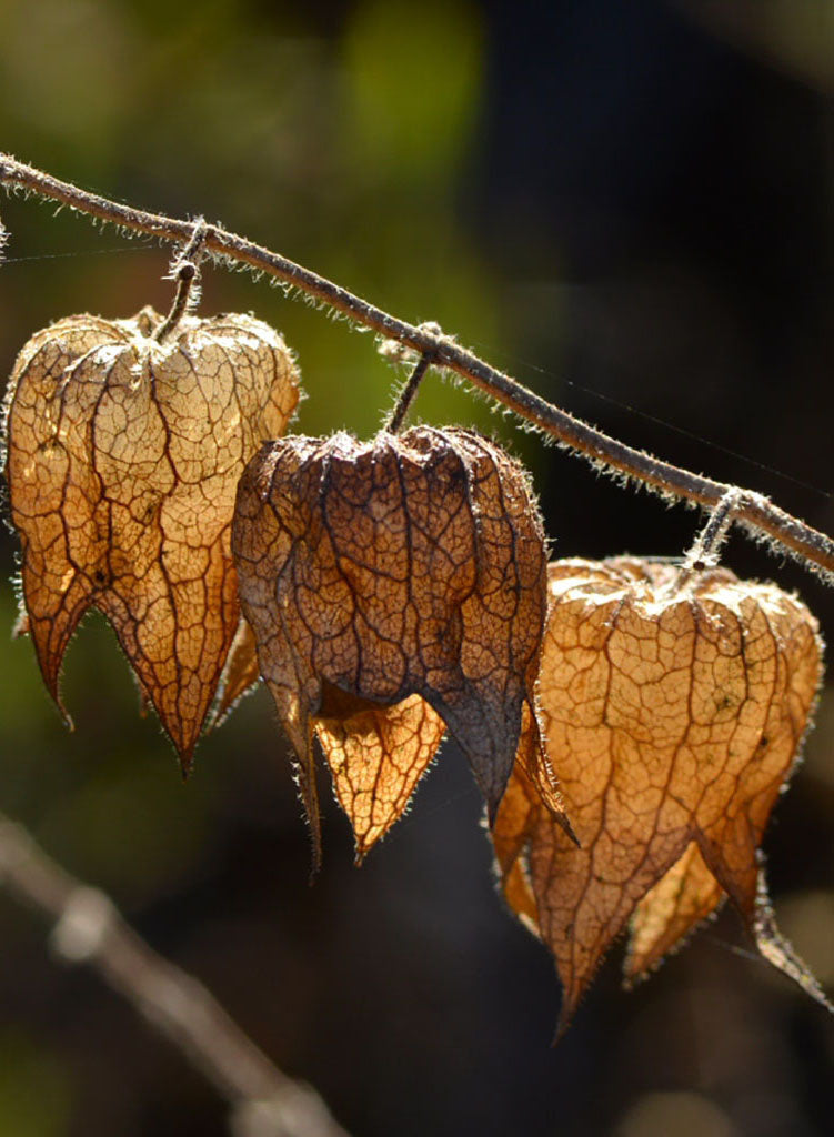 Lepechinia calycina - Pitcher Sage (Plant)