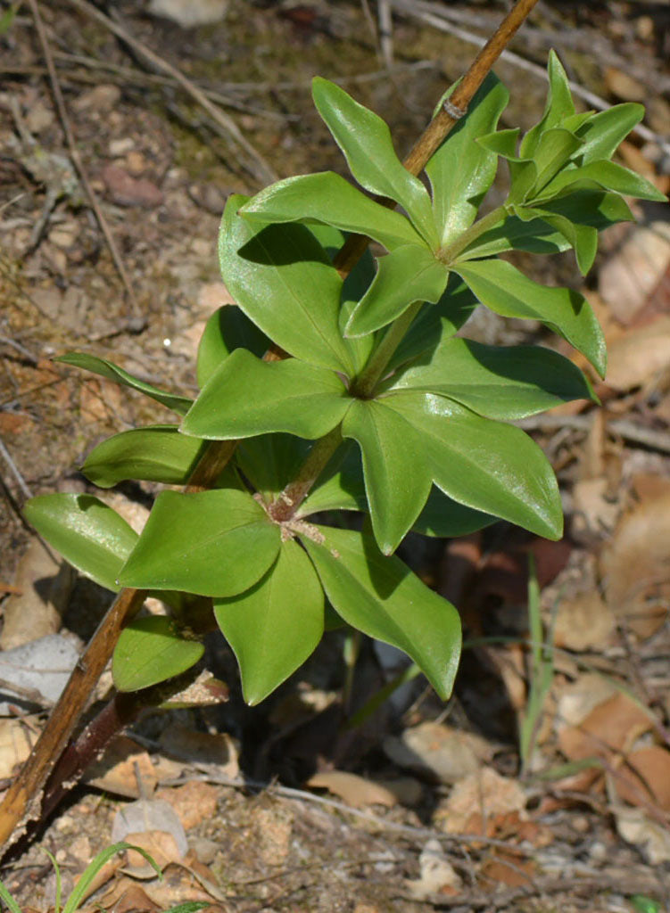Lilium humboldtii ssp. ocellatum - Oscellated Humboldt Lily (Plant)