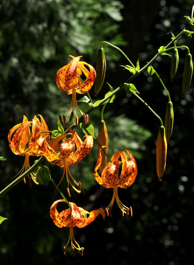 Lilium humboldtii ssp. ocellatum - Oscellated Humboldt Lily (Plant)