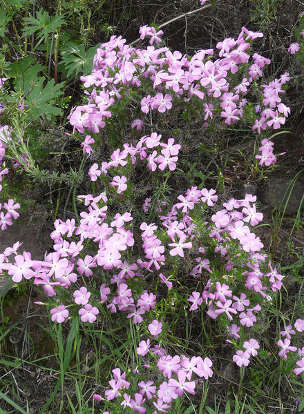 Linanthus californicus