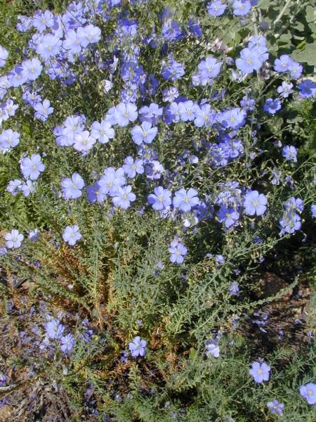 Linum lewisii - Blue Flax (Seed)