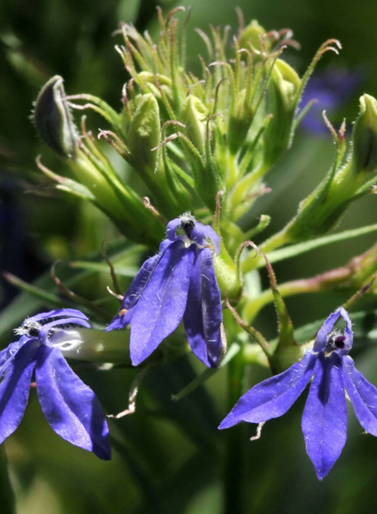 Lobelia dunnii var. serrata - Dunn's Lobelia, Blue Lobelia (Plant)