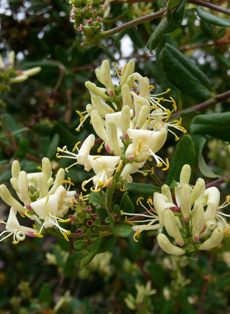 Lonicera subspicata var. denudata - Santa Barbara Honeysuckle (Plant)