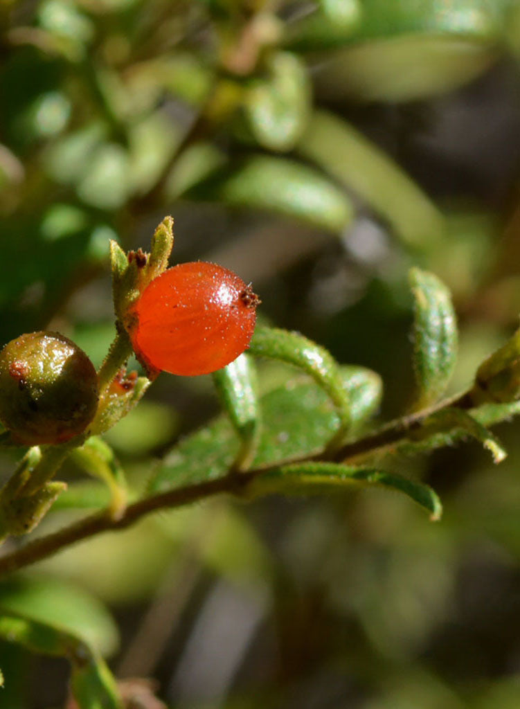 Lonicera subspicata var. subspicata - Santa Barbara Honeysuckle (Plant)