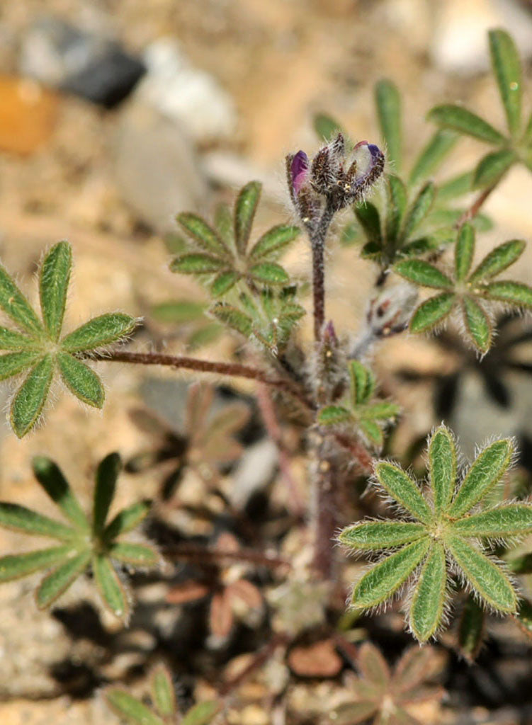 Lupinus concinnus - Elegant Lupine, Bajada Lupine, Scarlet Lupine (Plant)