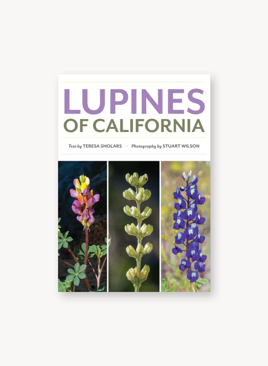 lupines_720.png