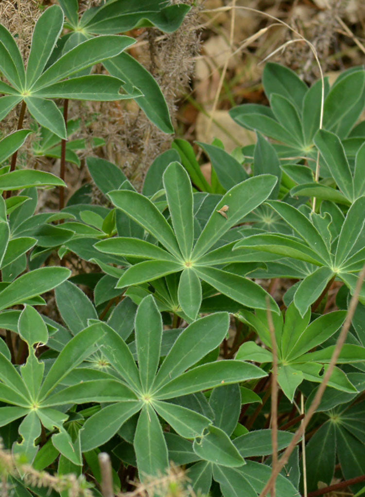 Lupinus latifolius - Bigleaf Lupine, Broad Leaf Lupine (Plant)