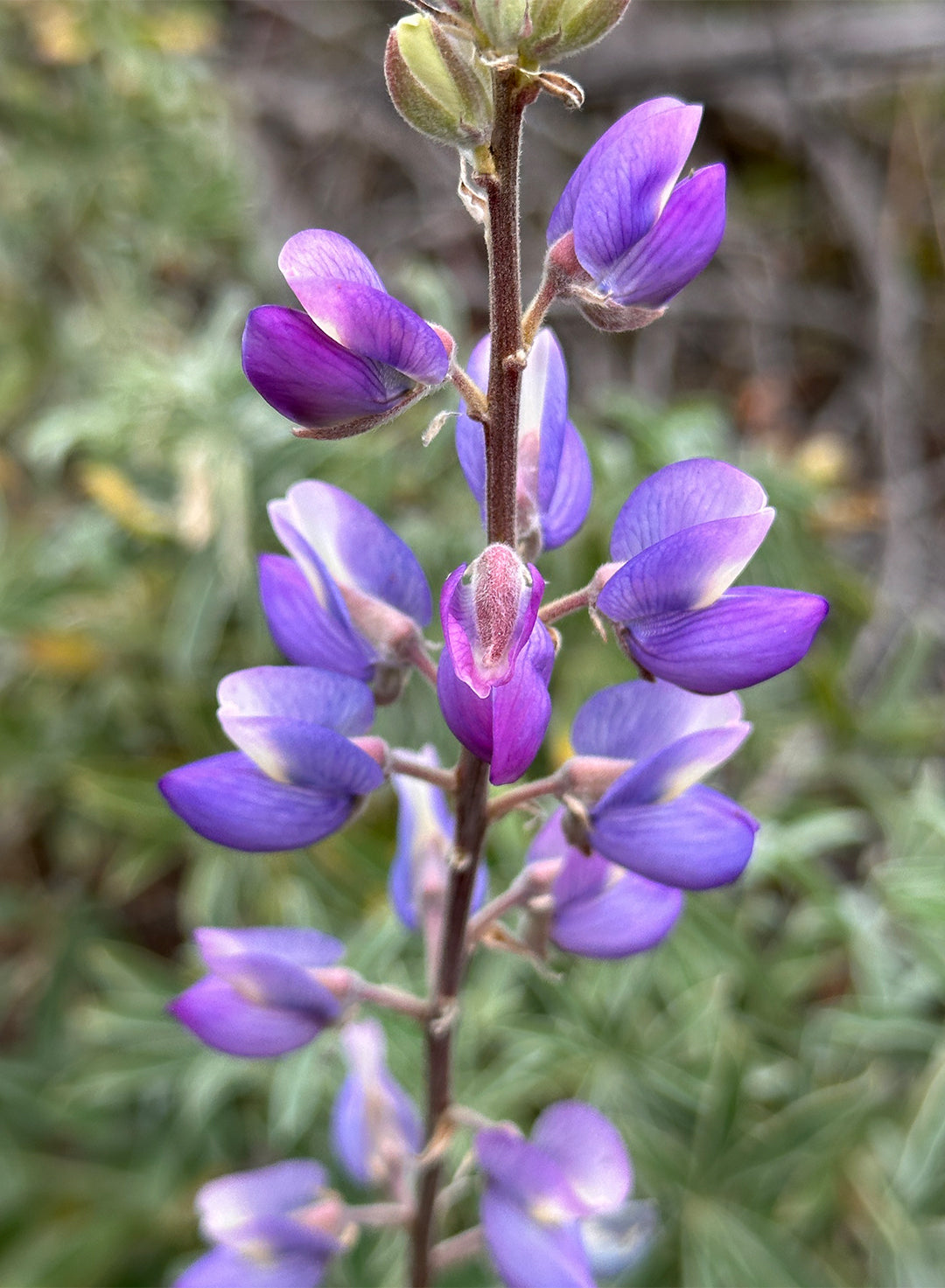 Lupinus longifolius - Long Leaf Bush Lupine, Violet Bush Lupine (Plant)
