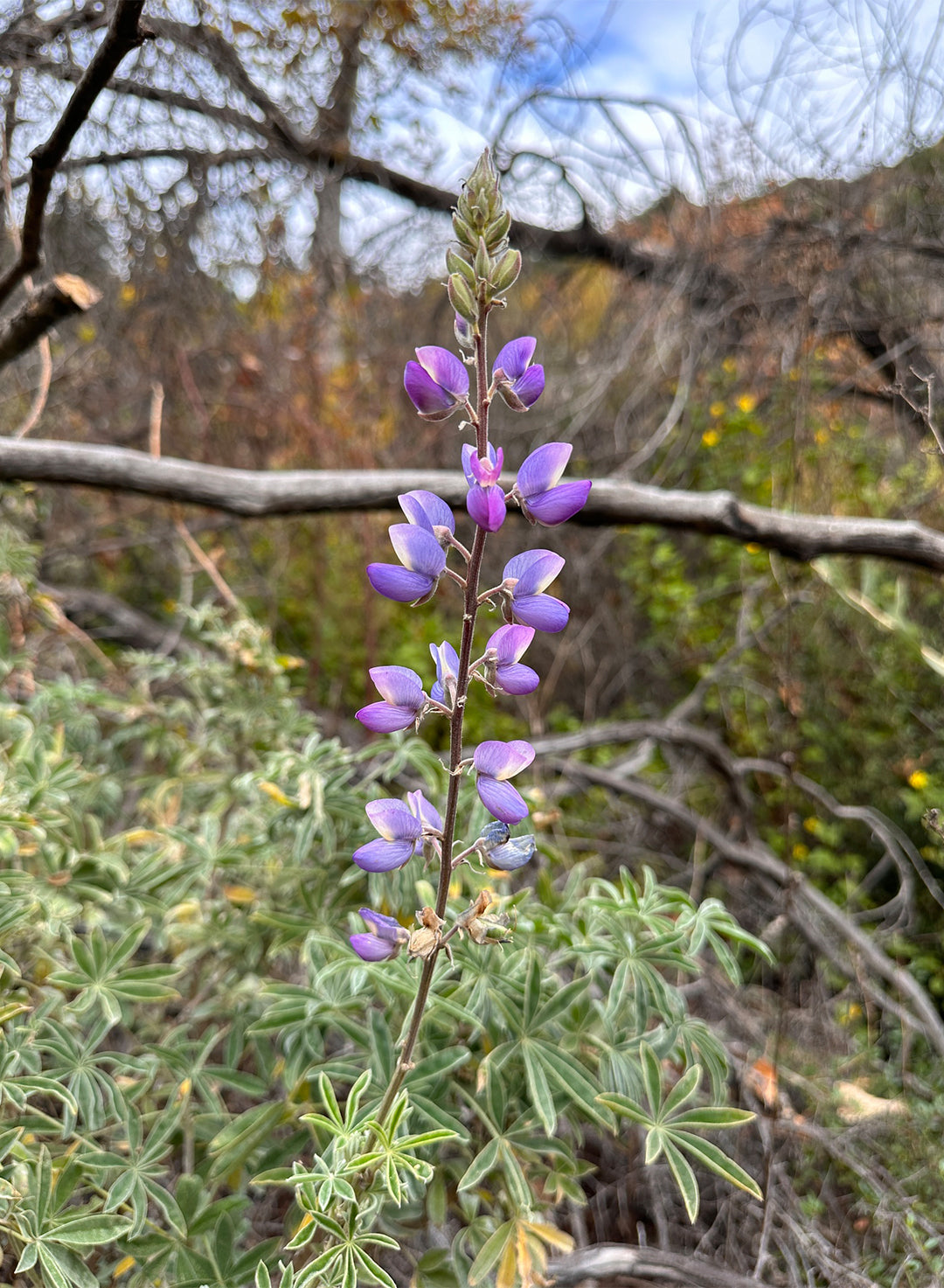 Lupinus longifolius - Long Leaf Bush Lupine, Violet Bush Lupine (Plant)