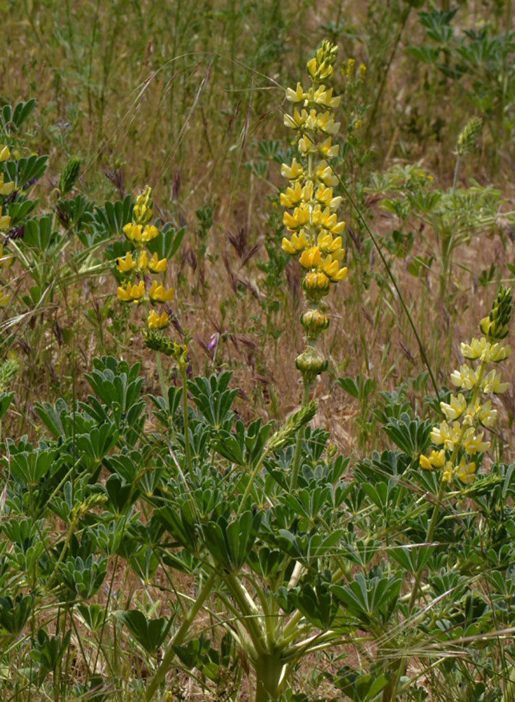 Lupinus microcarpus var. densiflorus - Whiteworl Lupine (Seed)
