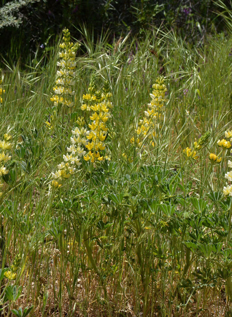 Lupinus microcarpus var. densiflorus - Whiteworl Lupine (Seed)