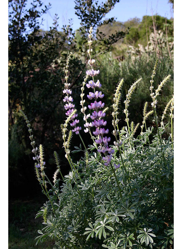 Lupinus paynei - Payne's Tree Lupine (Plant)