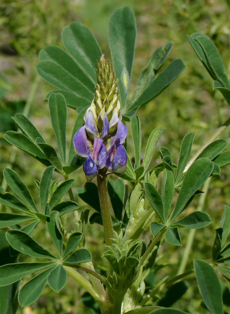 Lupinus succulentus - Arroyo Lupine (Plant)