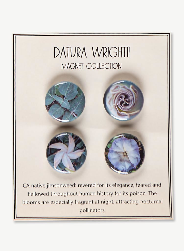 magnet-collections-datura-wrightii-273-751x1024.jpg