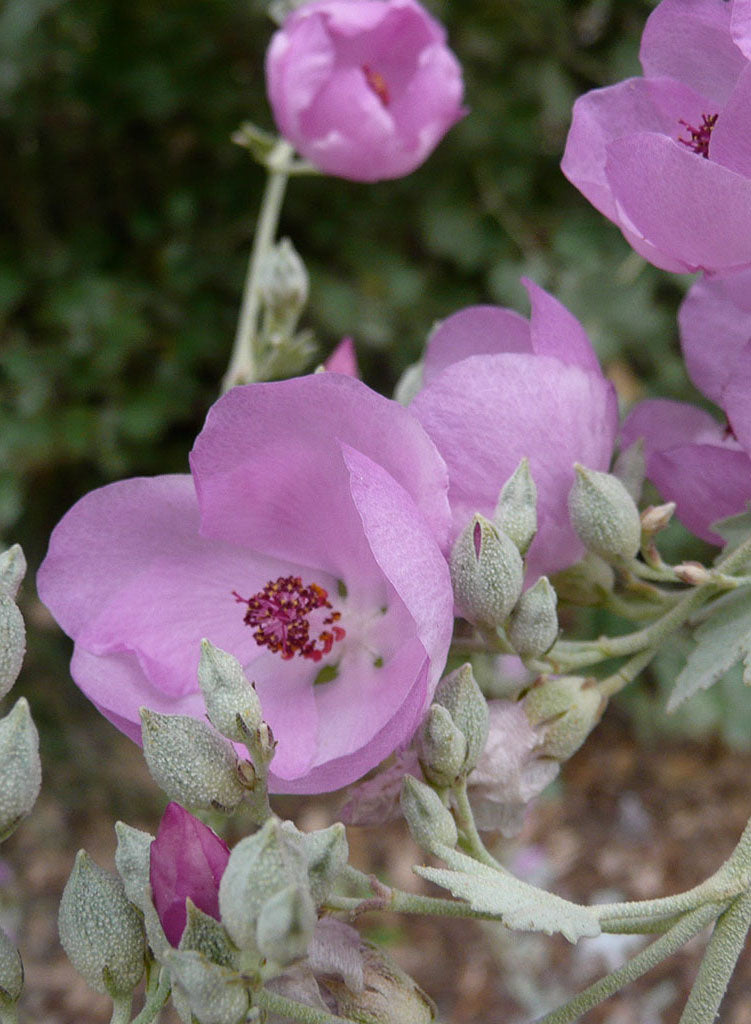 Malacothamnus fasciculatus 'Casitas' - Casitas Chaparral Mallow (Plant)