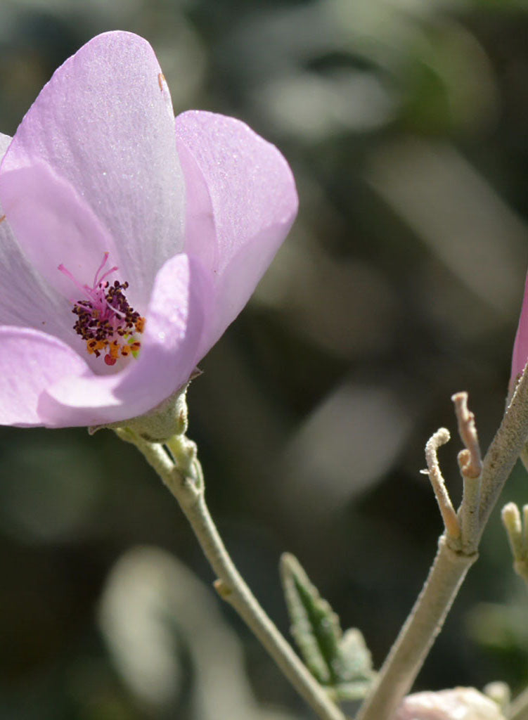 Malacothamnus fasciculatus var. fasciculatus - Chaparral Mallow (Plant)