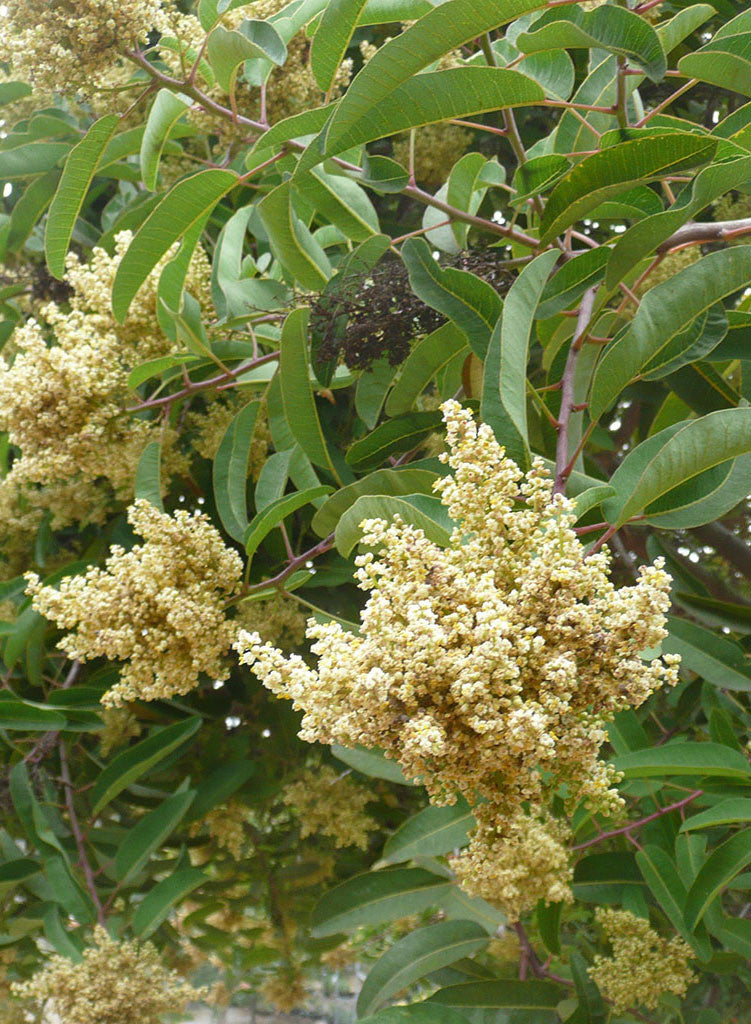 Malosma laurina - Laurel Sumac (Plant)