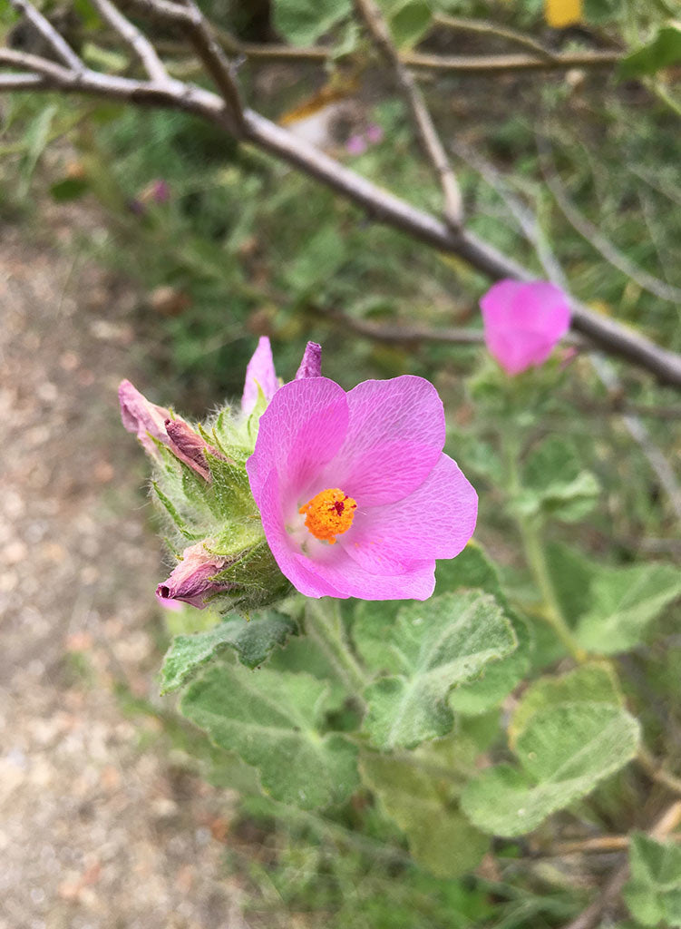 Malacothamnus palmeri 'Hanging Valley' - Hanging Valley Bush Mallow (Plant)