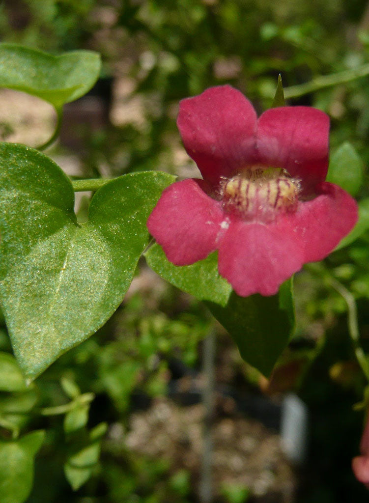 Maurandella antirrhiniflora - Violet Twining Snapdragon, Roving Sailor (Plant)