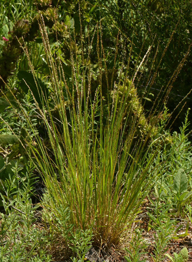 Melica imperfecta - Oniongrass, Small-Flowered Melic (Plant)