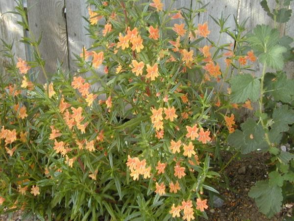 monkey flower seeds Diplacus longiflorus
