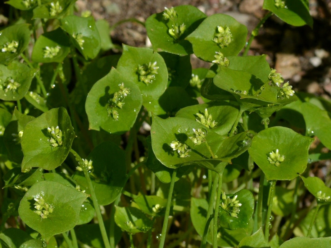miners-lettuce-claytonia-perfoliata-portulacaceae.jpg