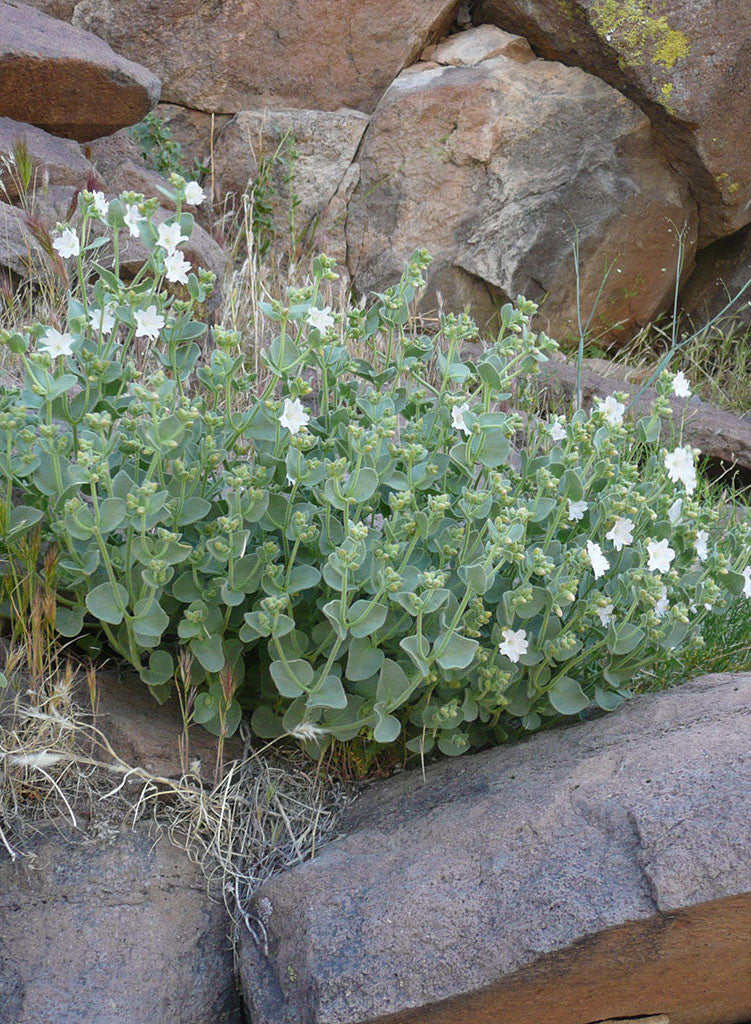 Mirabilis laevis var. villosa - Bigelow's Desert Four O'Clock, Wishbone Bush (Plant)