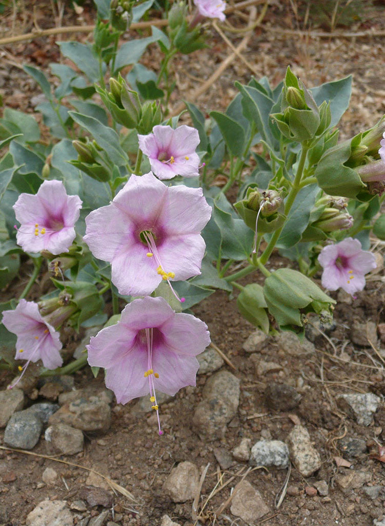 Mirabilis multiflora - Colorado Four O'clock, Giant Four O'clock (Plant)