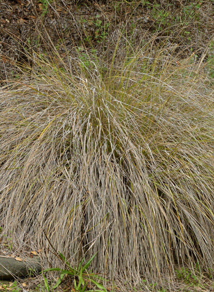 Muhlenbergia rigens - Deergrass (Plant)