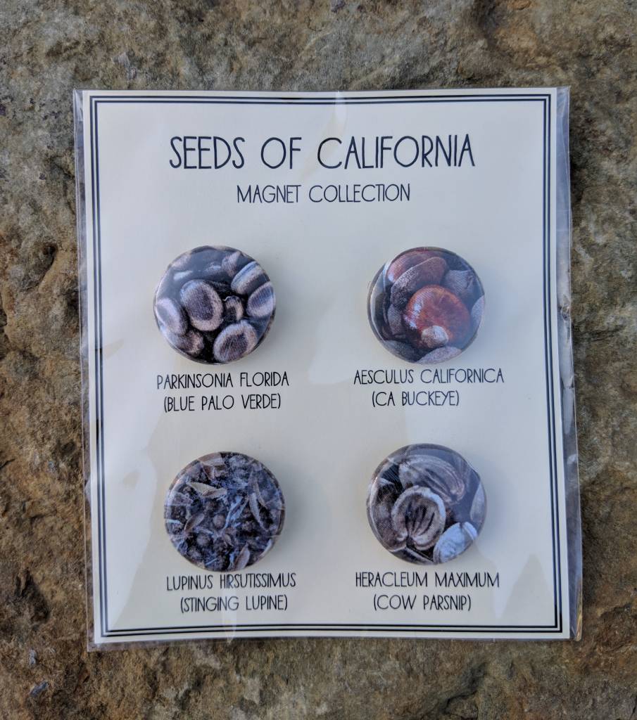 Seeds of CA Magnets