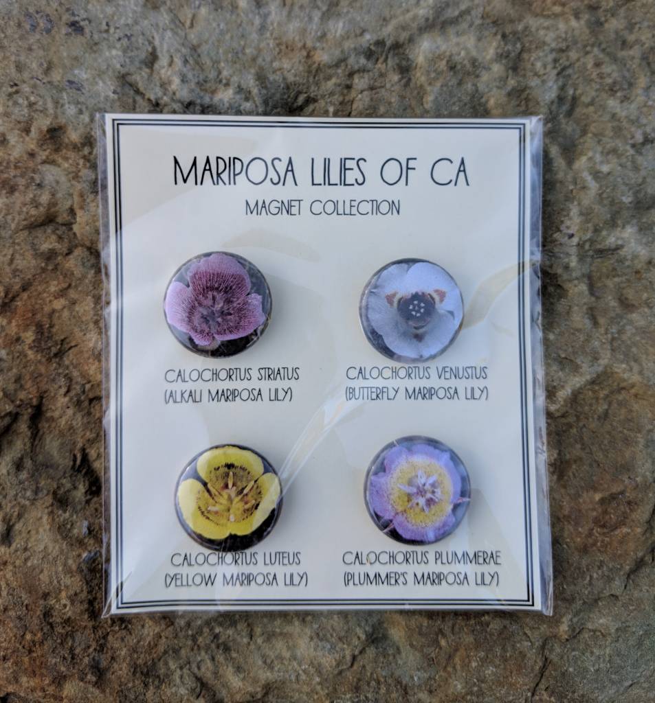 Mariposa Lilies of CA Magnets
