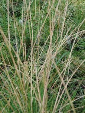 Stipa lepida - Foothill Needlegrass (Seed)