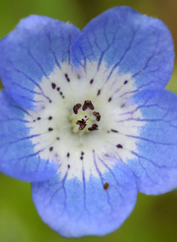 Nemophila menziesii - Baby Blue Eyes (Seed)