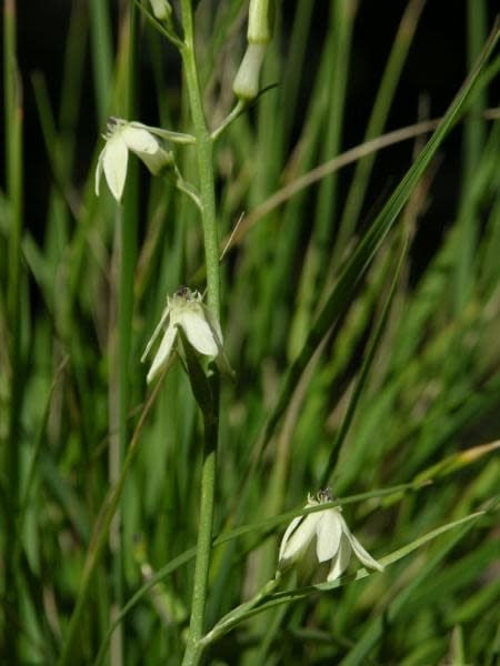 Odontostomum hartwegii -Doll's Lily (Bulb)