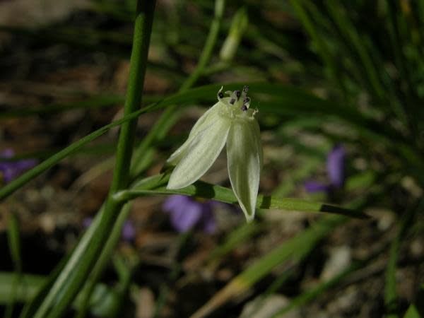 Odontostomum hartwegii -Doll's Lily (Bulb)