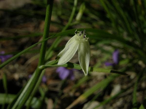 Odontostomum hartwegii -Doll's Lily (Bulb)