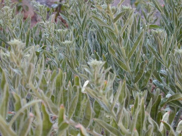 Oenothera elata ssp. hookeri - Hooker's Evening Primrose (Seed)