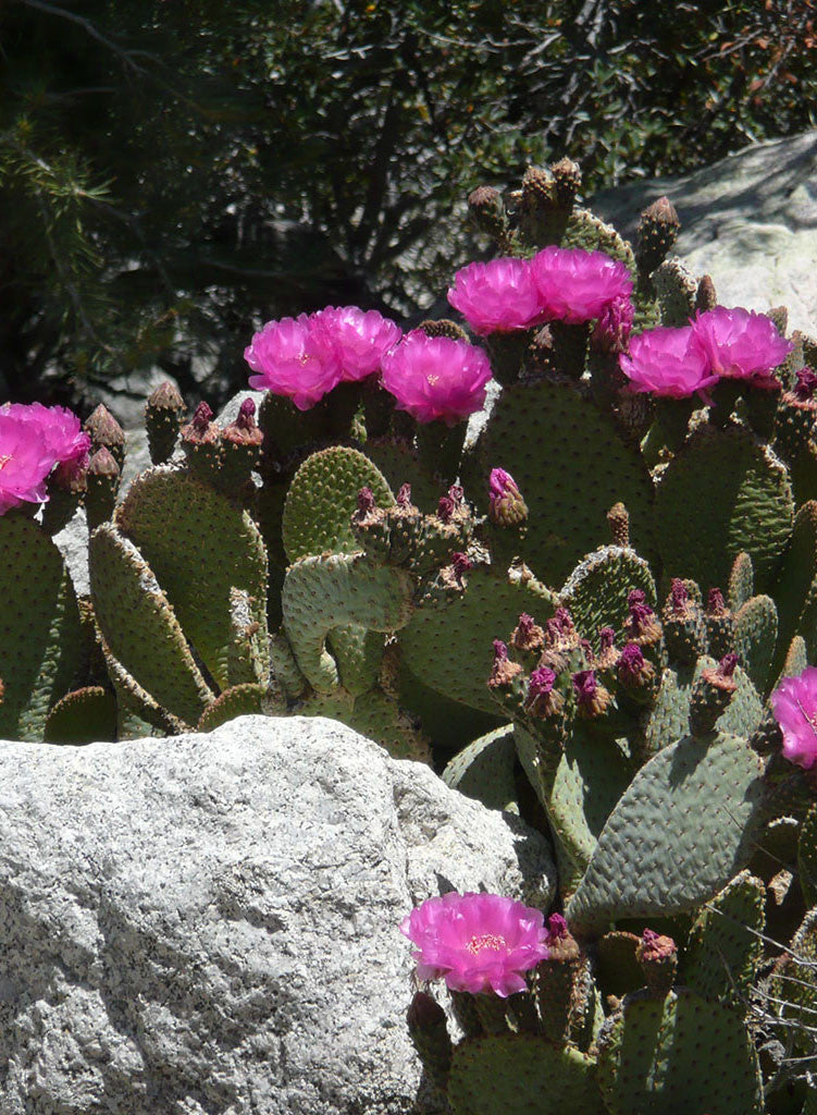 Opuntia basilaris var. basilaris - Beavertail Cactus (Plant)