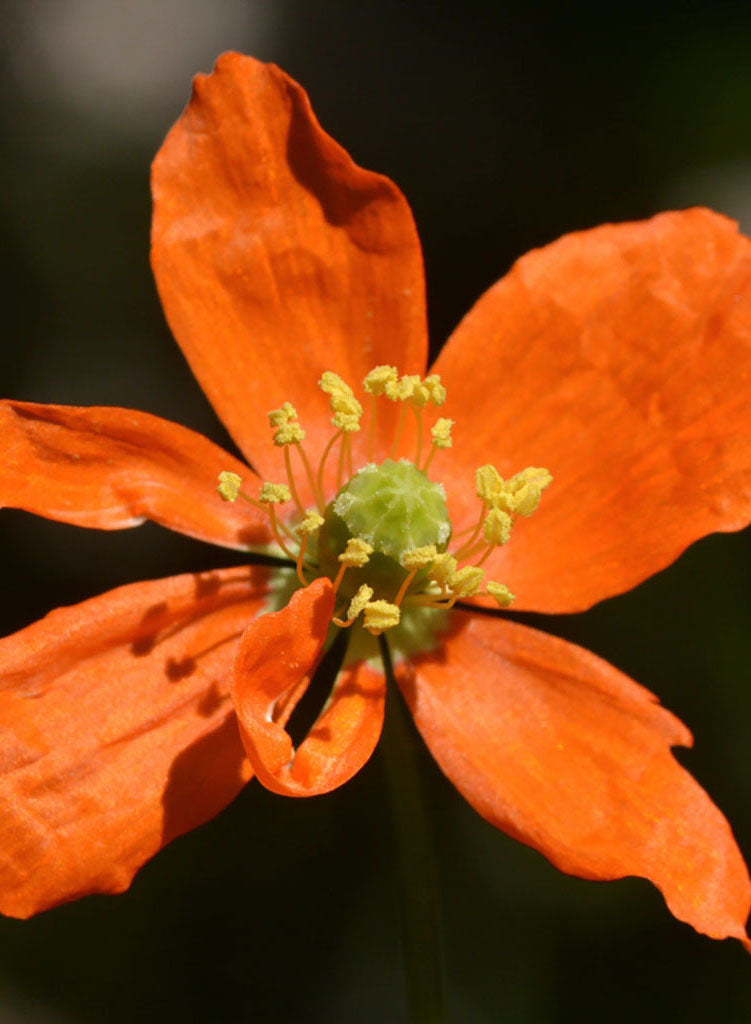 Fire Poppy Papaver californicum - Fire Poppy (Plant) – Theodore Payne Foundation