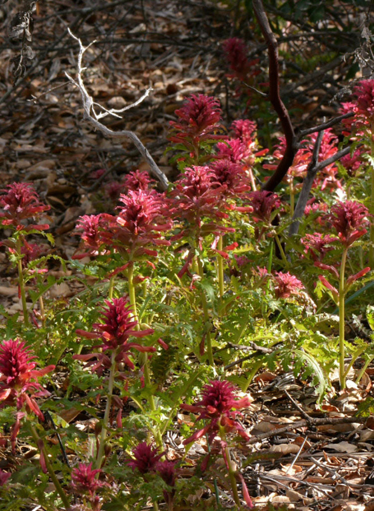 Pedicularis densiflora - Indian Warrior (Plant)