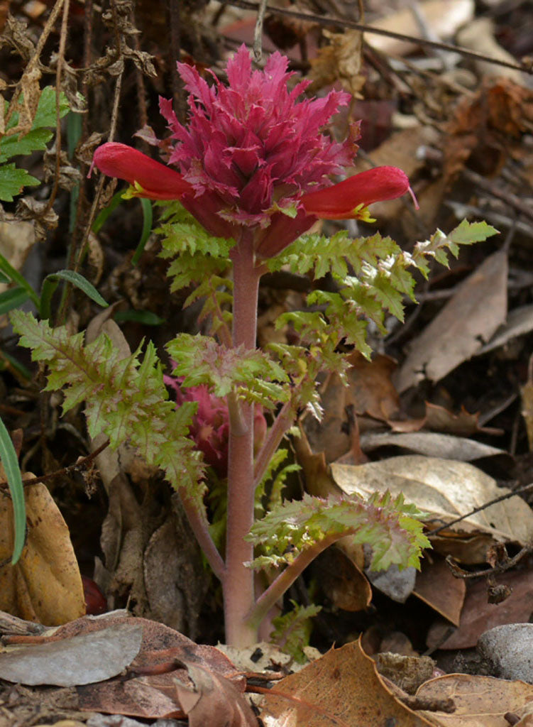 Pedicularis densiflora - Indian Warrior (Plant)