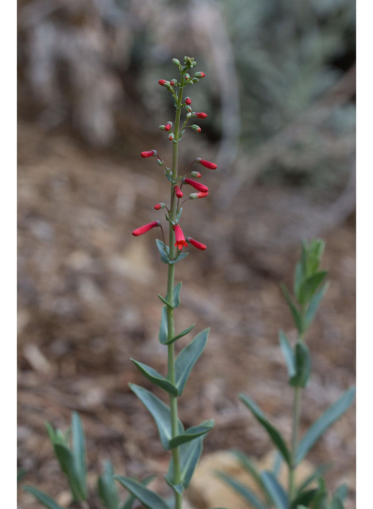 Penstemon centranthifolius - Scarlet Bugler (Plant)