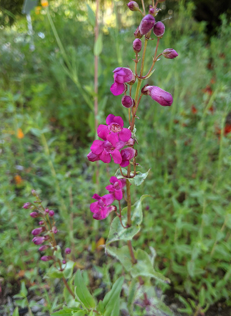 Penstemon clevelandii var. clevelandii - Cleveland's Beardtongue (Plant)