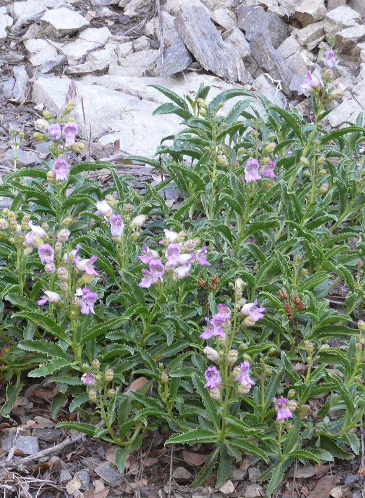 Penstemon grinnellii - Southern Woodland Penstemon (Plant)