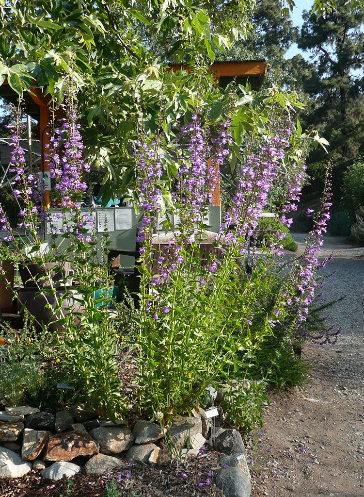 Penstemon Rust Penstemon spectabilis - Showy Penstemon (Plant) – Theodore Payne Foundation