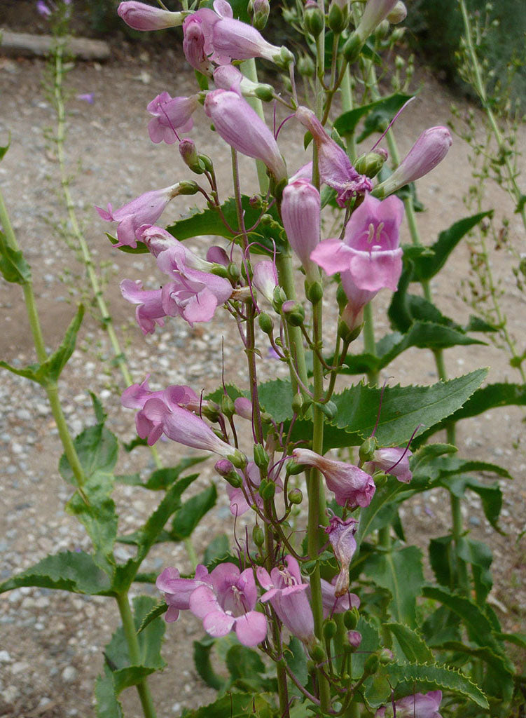 Penstemon spectabilis--pink form - Showy Penstemon--pink form (Plant)