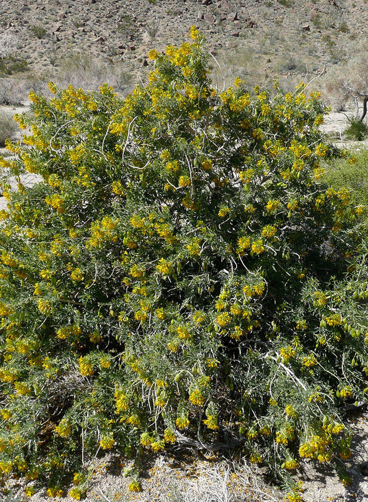 Peritoma arborea - Bladderpod (Plant)