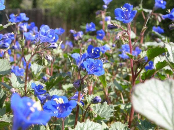 Phacelia campanularia - Desert Bluebells (Seed)