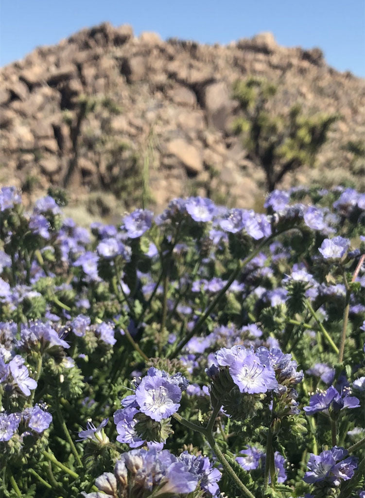 Phacelia distans - Common Phacelia (Seed)